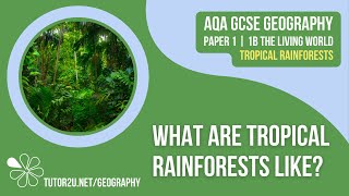 What are Tropical Rainforests Like  AQA GCSE Geography  Tropical Rainforests 1 [upl. by Airrehs]