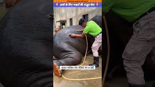 हाथी के लिए भाइयों की अद्भुत सेवा 🙏 animal animals animallover animalrescue elephant [upl. by Josie]