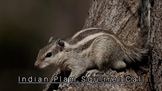 Indian Plam Squirrel Call [upl. by Bud554]