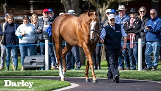 AUS 2022 Darley Northwood Park Stallion Parade [upl. by Arihsak335]