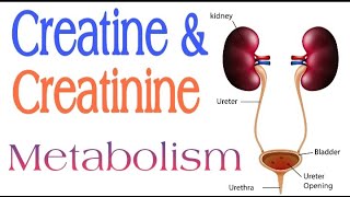 Creatine and Creatinine Metabolism  Lecture 16 [upl. by Ecar]