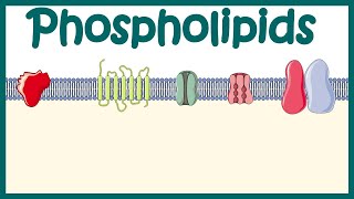 Phospholipids  Structure amp function  distribution and effect on cellular physiology [upl. by Ahsitil176]