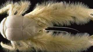 Hydrothermal vents amp the Yeti crab [upl. by Oigroeg474]