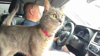 Cat takes car ride to the vet and cry after vaccination [upl. by Tareyn]