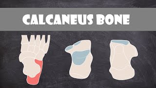 Calcaneus Bone  Anatomy [upl. by Ssyla]