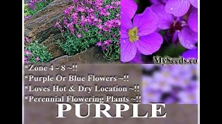 Purple Rockcress  Aubrieta deltoidea FLOWER SEEDS on wwwMySeedsCo [upl. by Alusru144]