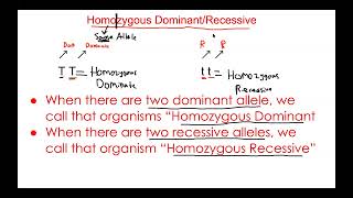 Heterozygous vs Homozygous [upl. by Melnick250]