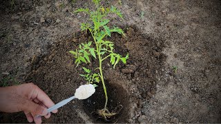 Never plant tomatoes without this For large fruits and more tomatoes follow this [upl. by Norrahc976]