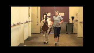 grade 3 rh lameness horse 6 [upl. by Palmer170]