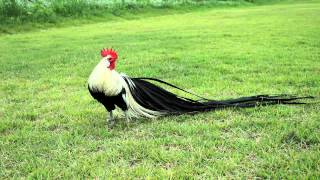 Silver duckwing phoenix bantam rooster [upl. by Shena]