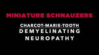 CharcotMarieTooth type 4B2 demyelinating neuropathy in miniature Schnauzers English version [upl. by Ikceb629]