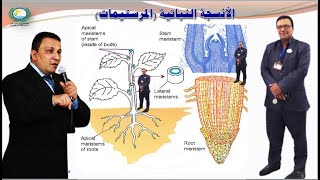 الأنسجةالنباتية أولاً المرستيمات meristems المحاضرة الثامنة الجزء الأول [upl. by Yema114]