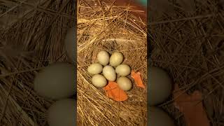 Zebra finch unfertilised egg 🥚  Finches eggs  birds bird eggs shorts youtubeshorts finches [upl. by Anees]