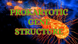 PROKARYOTIC GENE STRUCTURE [upl. by Iralam]