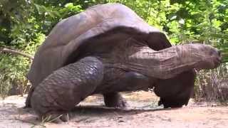 Aldabra Giant Tortoises at the Bronx Zoo [upl. by Anivlem]