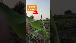 Pollen agro 1 manth banana plant [upl. by Hatch]