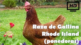 Raza de Gallina Rhode Island Colorada ponedoras HD [upl. by Pfaff]