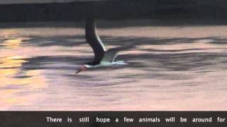 Black Skimmer bird feeds while in flight [upl. by Ymmac837]