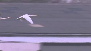 Whooper Swans In Flight [upl. by Eissolf]