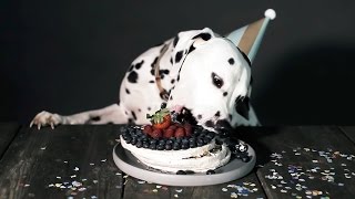 Hund frisst Torte Die beste HundeTorte zum HundeGeburtstag [upl. by Nnaeirrac]