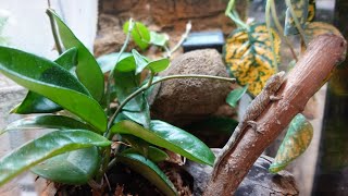 Baby and Juvenile Chameleon Gecko Set Ups Eurydactylodes agricolae [upl. by Hanauq]