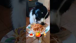 ❤️ISCRIVITI❤️ Cane mangia Video rilassante Dog eating Relaxing video 🍝🍊🍹food eat relax cibo [upl. by Maryellen]