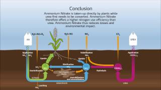 Nitrogen cycle in the soil [upl. by Sheela]