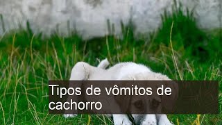 Tipos de vômitos de cachorro  Significados Com FOTOS [upl. by Eseela]