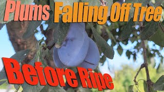 Plums Falling Off Tree Before Ripe  Causes Of Falling Plums [upl. by Viens473]