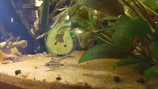 Pygmy Cory and shrimp feeding timelapse 2 [upl. by Letram700]