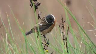 Common Stonechat Saltimpalo Saxicola torquata [upl. by Loftus]