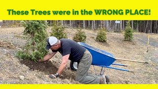 TRANSPLANTING ARBORVITAE  Hillside Plantings [upl. by Ilagam]