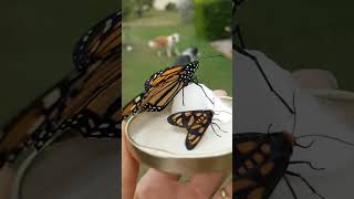 Monarch Butterfly and Wasp Moth ❤ [upl. by Iblok]