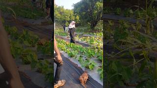 Drenching And Alu leaf 🍀 Cutting drenching horticulture shorts [upl. by Anilasor]