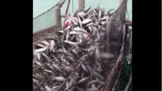 Herring fishing 2013 gulf gillnetting [upl. by Anitsirk668]