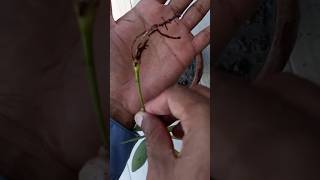 How to Propagate Schefflera from leaf cutting schefflera umbrellaplant gardening [upl. by Lisandra]