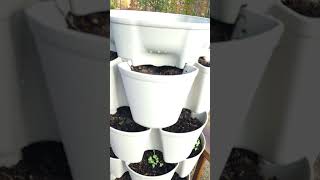 Greenstick Vertical Planter Inventors Bundle  farming gardening greenstalk [upl. by Letreece]