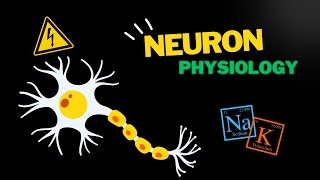 Nerve Physiology 🧠  Introduction to the Action Potential  Physiology Playlist [upl. by Drewett]