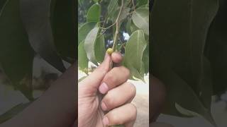 ficus benjamina plant fruiting [upl. by Ellemrac]