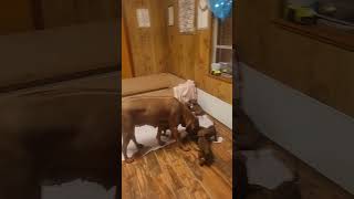 Rhodesian Ridgebacks puppies having fun [upl. by Yerroc]