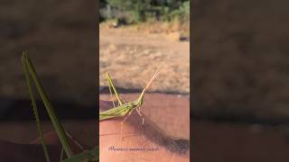 Chinese Longheaded grasshopper  Oriental Longheaded Locust countryside Spain 05062024 wildlife [upl. by Rather204]