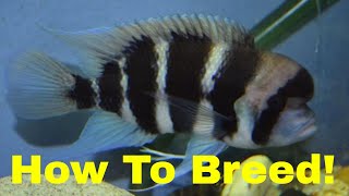 How to Breed Frontosa Cichlids [upl. by Imuya]