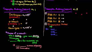 Transcription Part 2 of 6  Prokaryotes vs Eukaryotes Comparison [upl. by Nahtanaoj245]