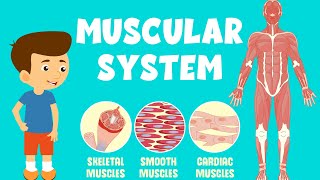 Muscular System Video  Types of Muscles  Video for Kids [upl. by Lenard]