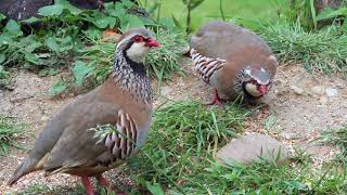 Red Legged Partridge [upl. by Johannessen]