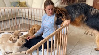 German Shepherd Meets Puppies for The First Time [upl. by Hutson513]