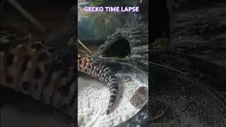 Leopard gecko time lapse [upl. by Smalley]