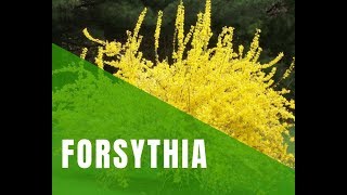 Pruning Forsythia in Spring amp WTH Is This [upl. by Ardnohsal]