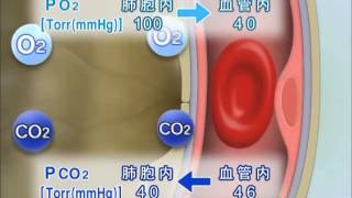 目で見る医学の基礎 第2版 Vol4 呼吸器系 [upl. by Schwab]