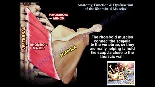 Anatomy Function amp Dysfunction Rhomboid Muscles  Everything You Need To Know  Dr Nabil Ebraheim [upl. by Dazhahs]